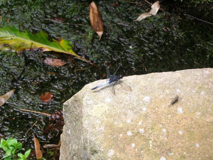 石塊上的蜻蜓