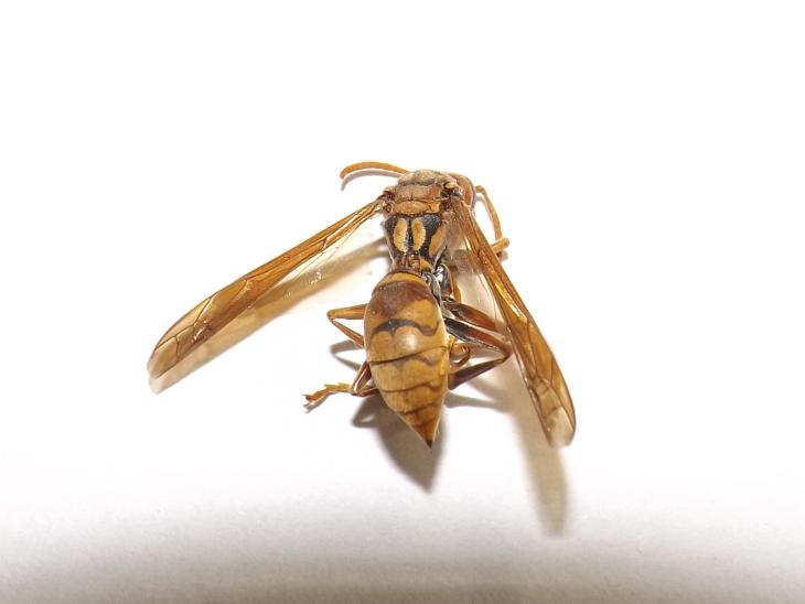 黃長腳蜂標本背面特寫
