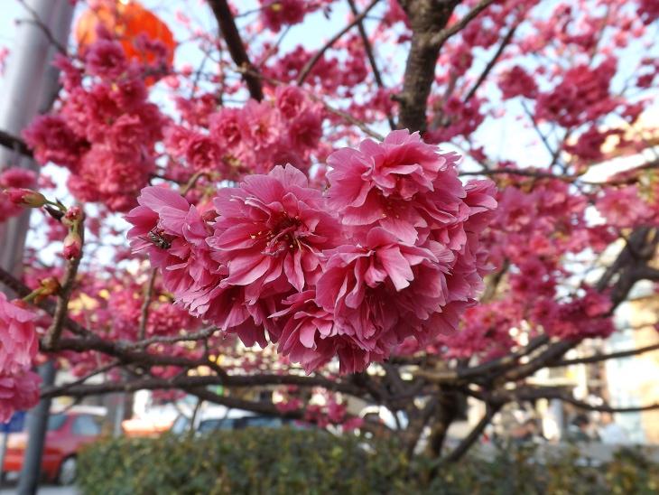 拍攝於富岡車站的櫻花（八重櫻）