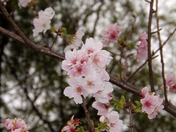 粉白色山櫻花