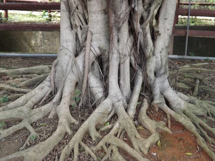 榕樹的樹根