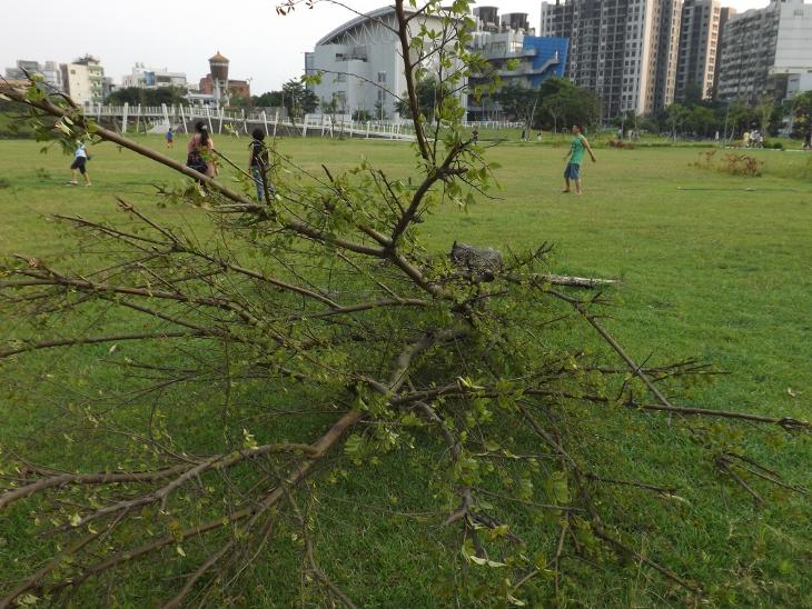 颱風天被吹垮的樹
