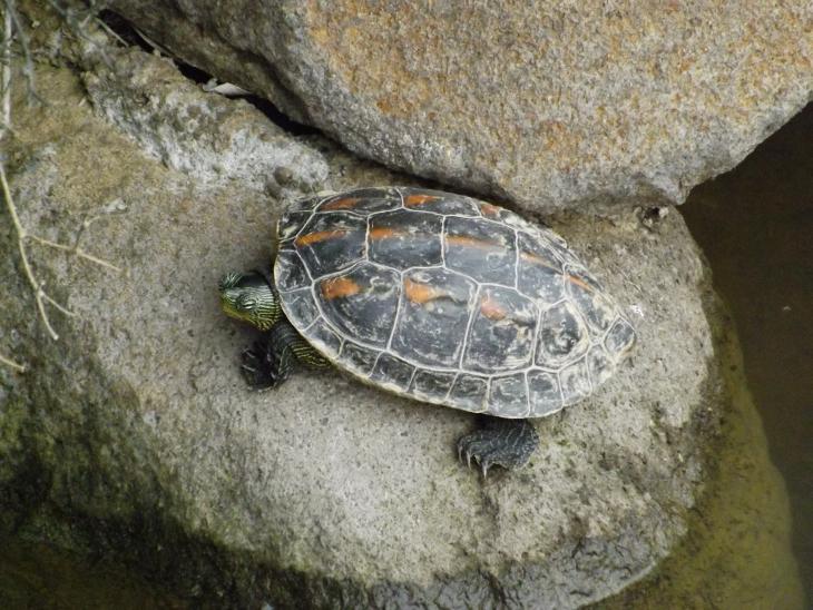 水岸邊石頭上的烏龜