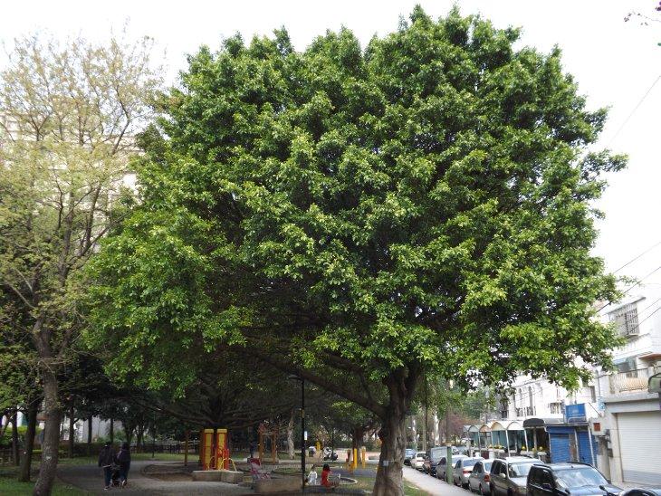 都市公園內的大榕樹